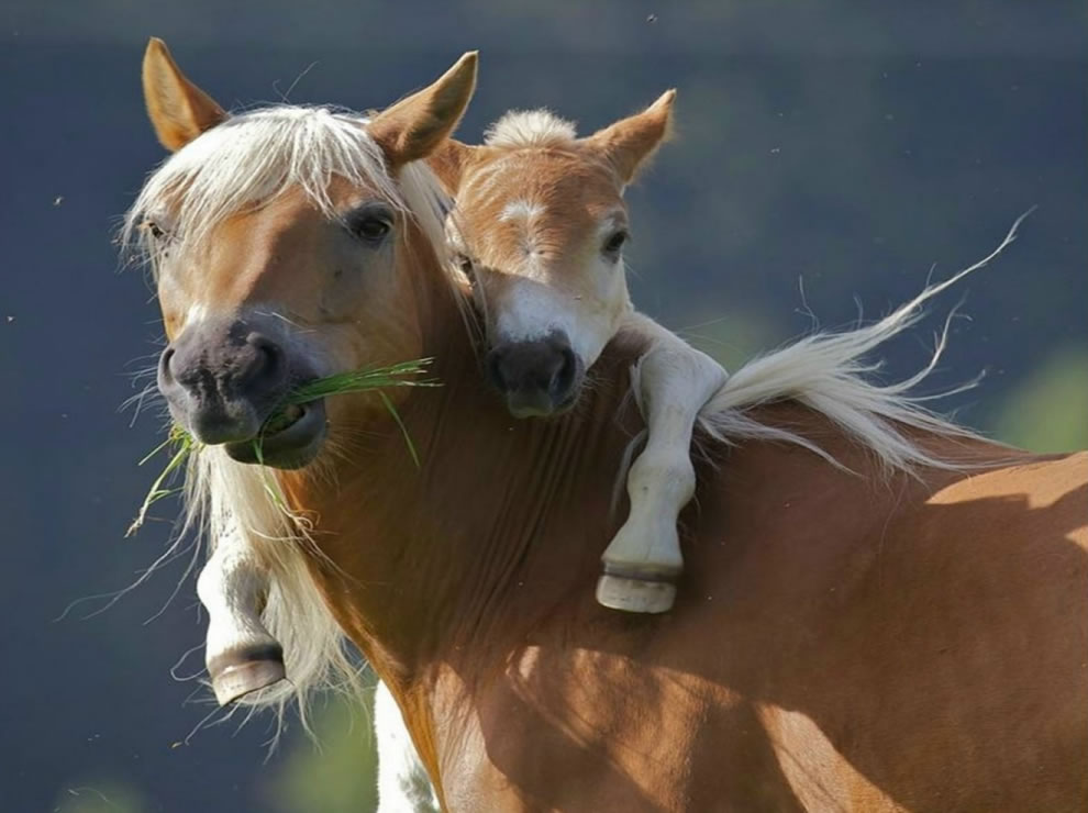 horse hug.jpg